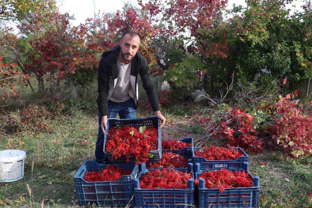 Erciyes'in eteklerinde 'kırmızı altın' mesaisi başladı: Kilosu 100 TL'ye kadar alıcı buluyor 9